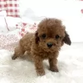 タイニープードル