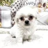 チベタンスパニエル【大阪府・男の子・2025年10月2日・クリーム】の写真1