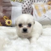 チベタンスパニエル