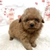 ティーカッププードル