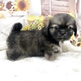 チベタンスパニエル