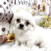 チベタンスパニエル【大阪府・男の子・2025年10月2日・クリーム】の写真1