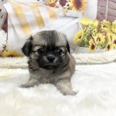 チベタンスパニエル