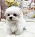 マルチーズ【大阪府・男の子・2025年10月4日・ホワイト】の写真2