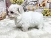 マルチーズ【大阪府・男の子・2025年10月4日・ホワイト】の写真4