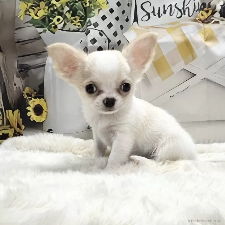 ID:2409-03651の子犬