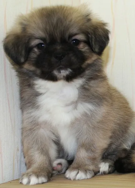 ID:1202-00330の子犬