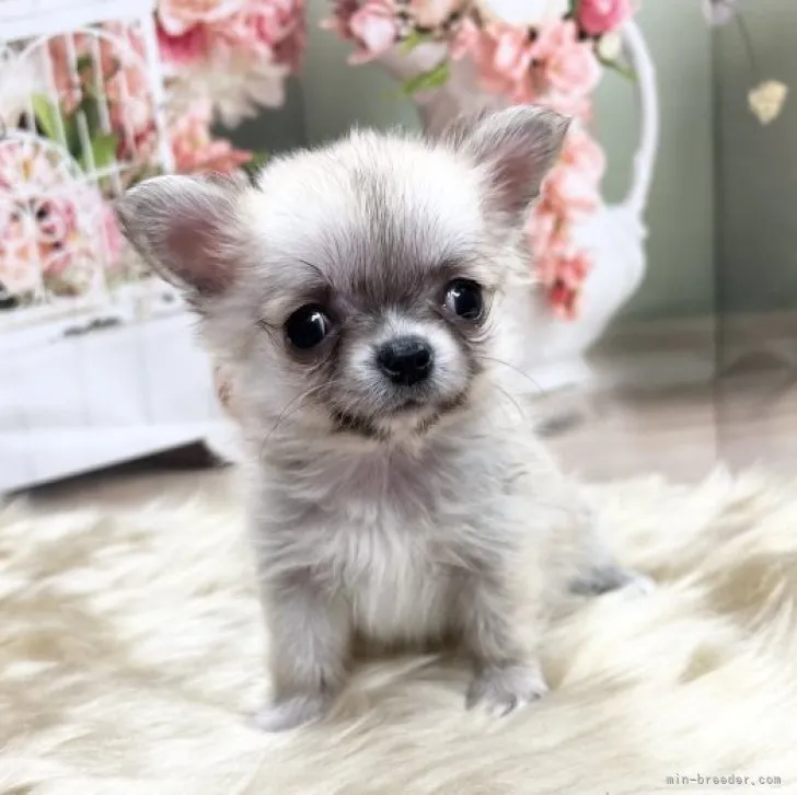 ID:2301-03722の子犬