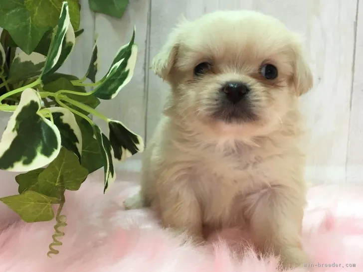 ID：1811-01667の子犬