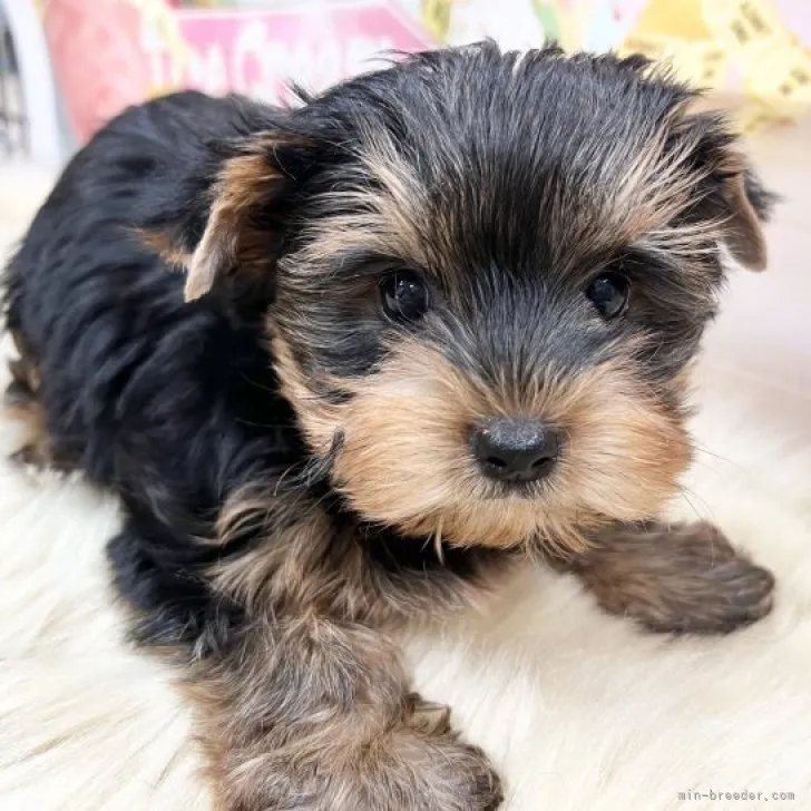 H.S 様のお迎えした子犬