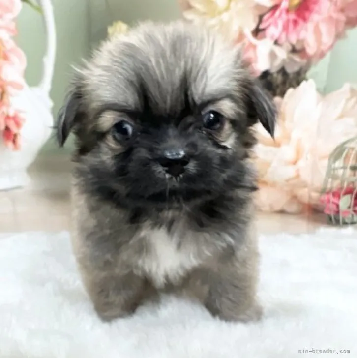ID：2308-00949の子犬