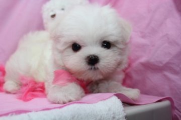 マルチーズ【大阪府・女の子・2012年5月10日・ホワイト】の写真「」