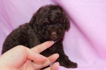 トイプードル(トイ)【大阪府・男の子・2012年2月5日・ブラウン】の写真「」