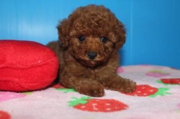 トイプードル(トイ)【大阪府・男の子・2012年1月4日・レッド】の写真「」