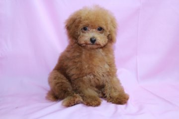 トイプードル(トイ)【大阪府・女の子・2011年12月21日・アプリコット】の写真「」