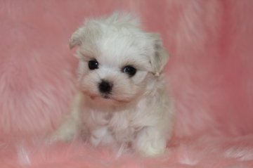 マルチーズ【大阪府・女の子・2014年3月24日・ホワイト】の写真「小振りサイズ予想」