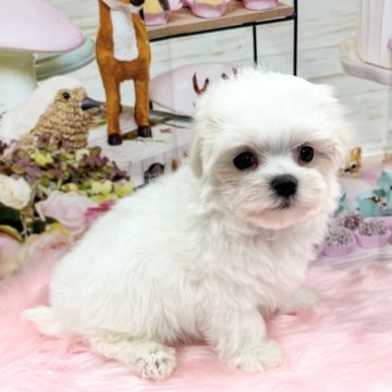 マルチーズ【大阪府・男の子・2023年12月25日・ホワイト】の写真「ムチムチボディでお目目クリクリイケメン」