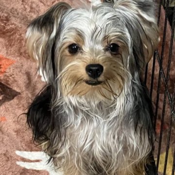 ヨークシャーテリア【大阪府・男の子・2023年1月18日・スチールブルー&タン】の写真「生後4ヶ月優しいお顔の男の子」