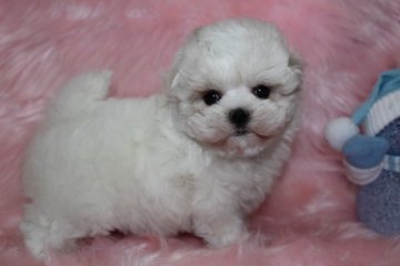 マルチーズ【大阪府・女の子・2013年11月10日・ホワイト】の写真「両親共に小振り」