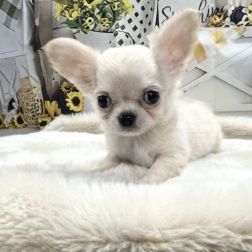 チワワ(ロング)【大阪府・男の子・2024年7月19日・クリーム】の写真「鼻ぺちゃイケメンくん」