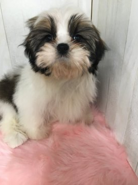 シーズー【大阪府・男の子・2019年1月11日・ホワイト&ゴールド】の写真「元気いっぱいデブリンくん。」