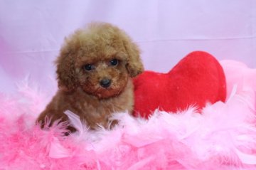 トイプードル(トイ)【大阪府・女の子・2012年1月4日・アプリコット】の写真「」