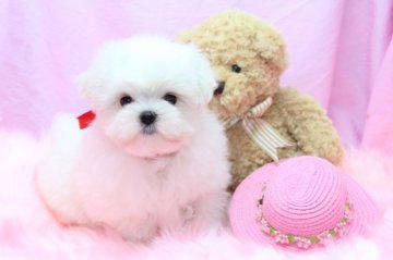 マルチーズ【大阪府・女の子・2012年7月9日・ホワイト】の写真「」