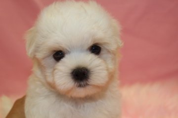 マルチーズ【大阪府・男の子・2013年6月25日・ホワイト】の写真「」