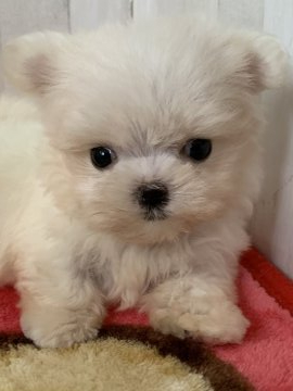 マルチーズ【大阪府・女の子・2019年8月12日・ホワイト】の写真「元気いっぱいチビ姫さん」