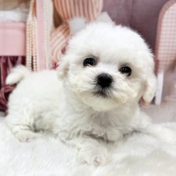 ビションフリーゼ【大阪府・男の子・2022年10月25日・ホワイト】の写真「小振りで可愛い僕ちん」