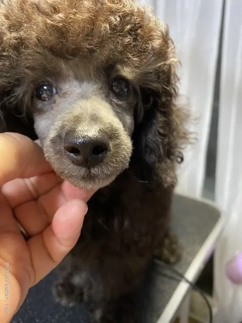 ID:2107-02957の子犬