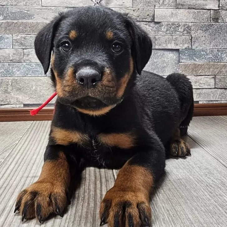 ID：2411-05867の子犬