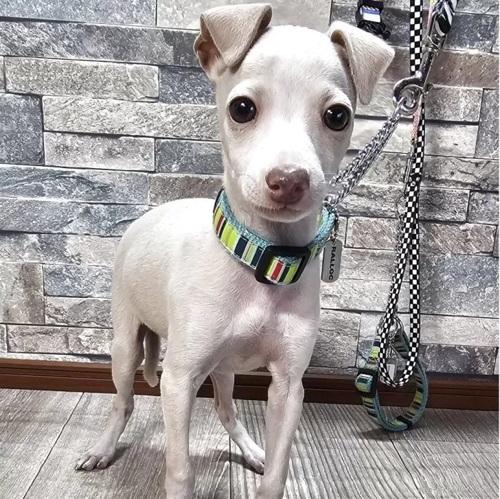ID:2506-01159の子犬