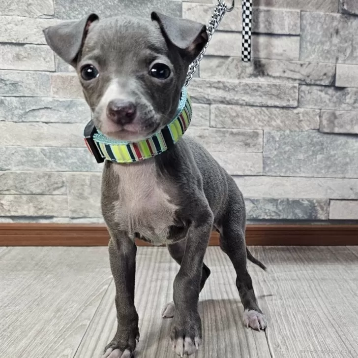 ID:2503-00037の子犬