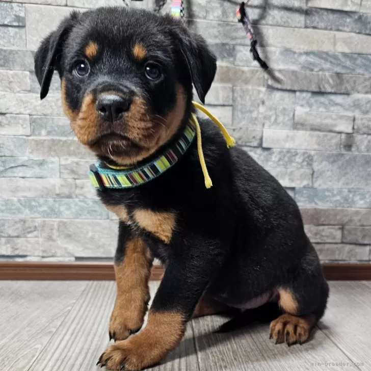 ID:2411-05877の子犬