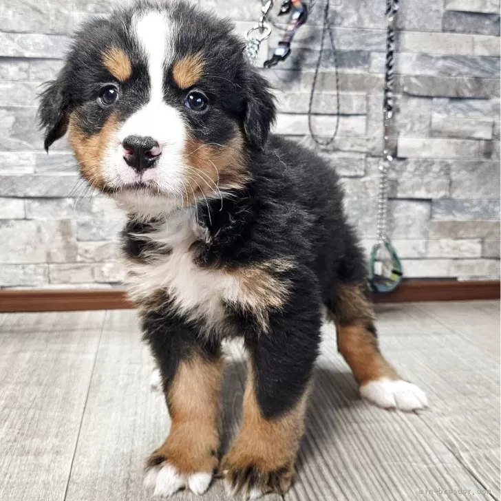 ID:2504-03070の子犬