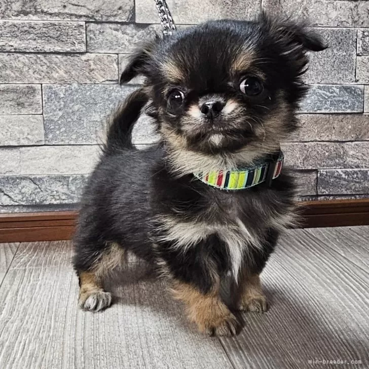 ID：2410-06146の子犬