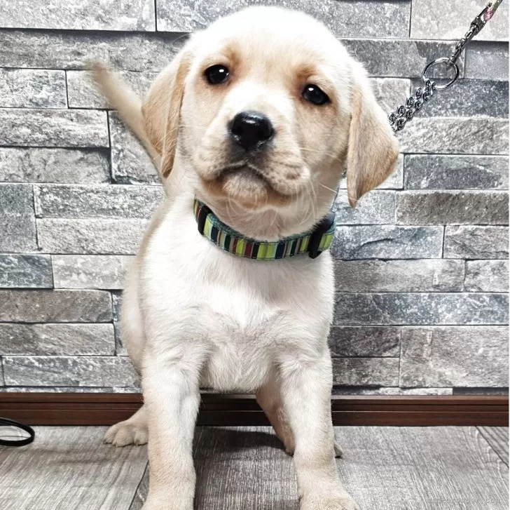 ID：2506-01162の子犬