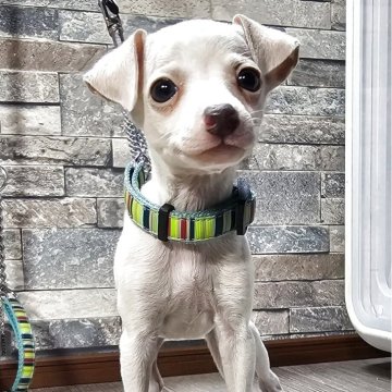 イタリアングレーハウンド【北海道・女の子・2025年9月20日・クリーム&ホワイト】の写真「稀少なクリームの女の子☆」