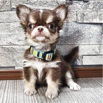 チワワ(ロング)【北海道・女の子・2025年9月5日・チョコ&タン】の写真「可愛いチョコの女の子☆」