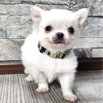 チワワ(ロング)【北海道・男の子・2025年9月10日・ホワイト&クリーム】の写真「マイペースな男の子☆」
