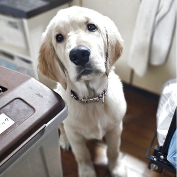 ゴールデンレトリバー【北海道・男の子・2025年7月2日・ゴールド】の写真「価格見直しました☆」