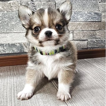 チワワ(ロング)【北海道・男の子・2025年9月10日・レッド&ホワイト】の写真「ブレーズが可愛い男の子☆」