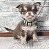 チワワ(ロング)