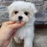 マルチーズ