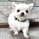 チワワ(ロング)