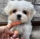 マルチーズ