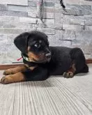 ロットワイラー【北海道・男の子・2024年10月4日・ブラック&タン】の写真4