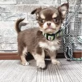 チワワ(ロング)【北海道・男の子・2025年9月5日・チョコ&タン】の写真4