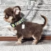 チワワ(ロング)【北海道・男の子・2025年9月5日・チョコ&タン】の写真5